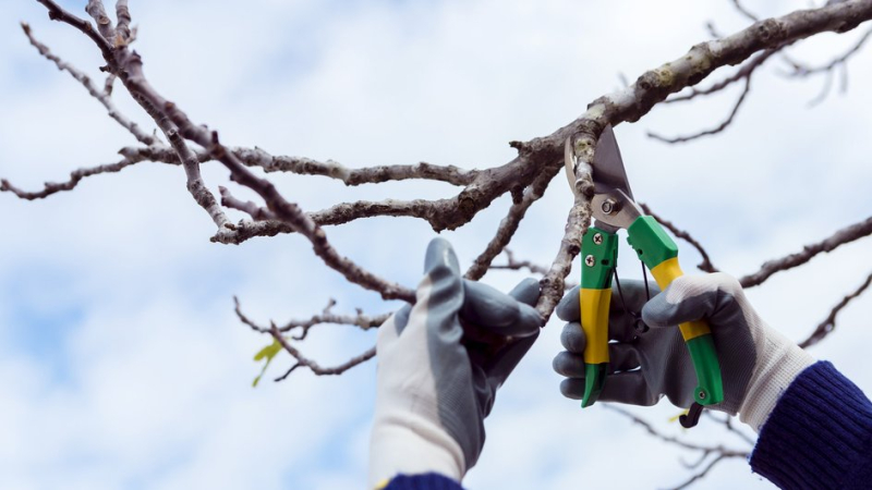 Как правильно обрезать плодовые культуры на дачном участке весной, чтобы не навредить им Как правильно обрезать плодовые культуры на дачном участке весной, чтобы не навредить им