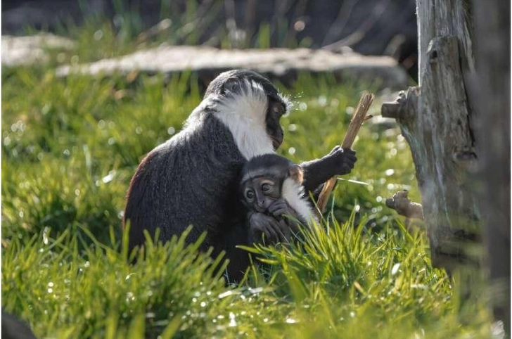 Спасли лапу — спасли вид: в зоопарке родился детеныш исчезающей мартышки Спасли лапу — спасли вид: в зоопарке родился детеныш исчезающей мартышки
