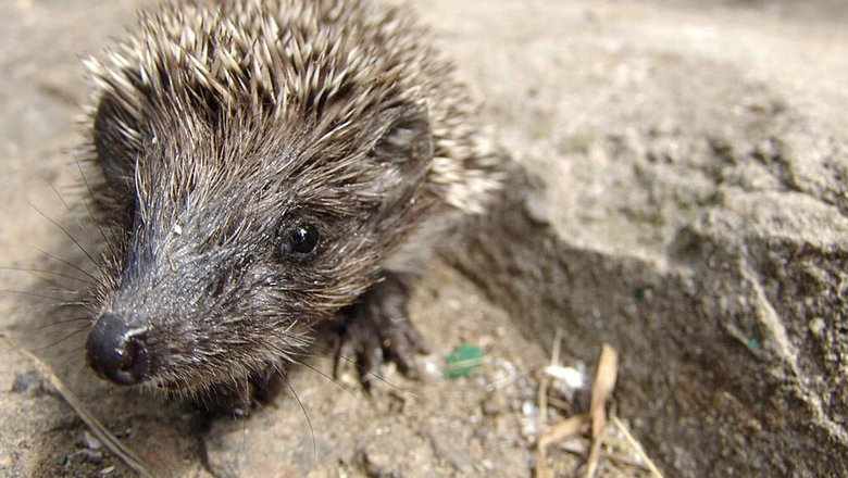 В Московском зоопарке проснулись белогрудые ежи В Московском зоопарке проснулись белогрудые ежи