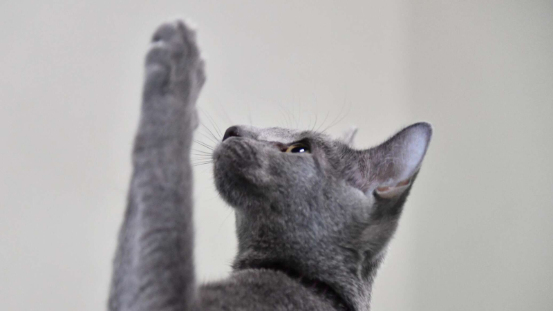 Лекарство для лечения хронической болезни почек у кошек изобрели в Японии