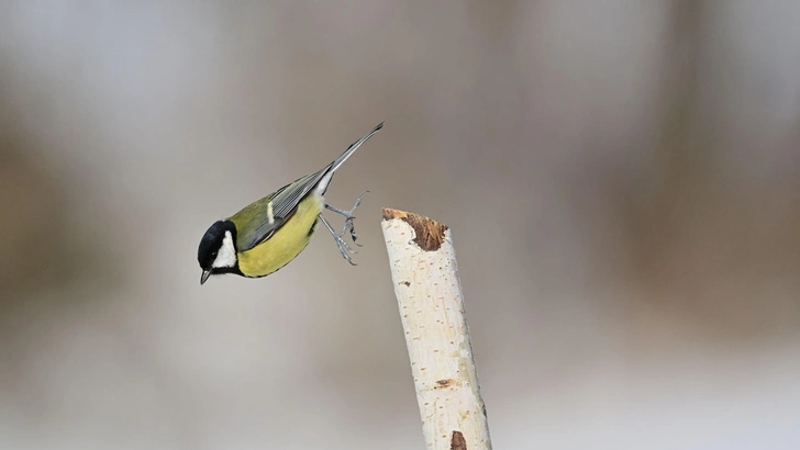 На повышенных тонах: почему парижские синицы не могут петь как раньше