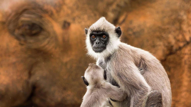Найди зайца, мышиный дозор и лягушка в пролете: лучшие фото дикой природы