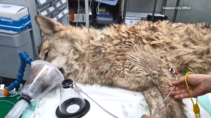 Русский по крови: в Корее молодой волк сбежал из зоопарка и стал звездой