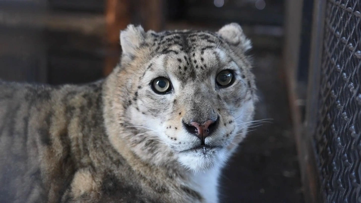Самку снежного барса научили переносить уколы и сдавать кровь без анестезии: видео