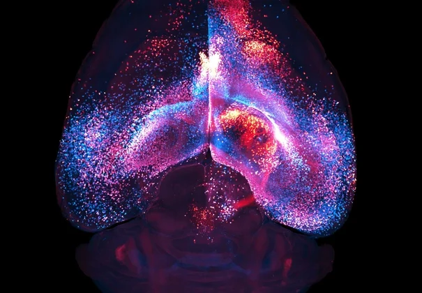 Секретная «подземка»: в мозге обнаружили новую глобальную систему связи