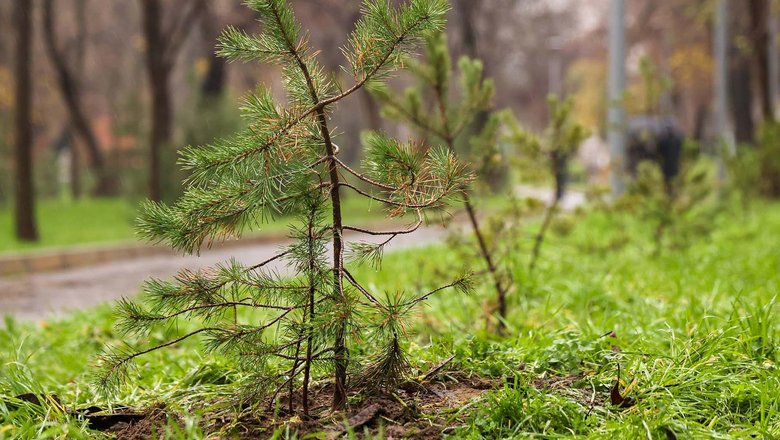 В Белгородской области начались весенние лесовосстановительные работы