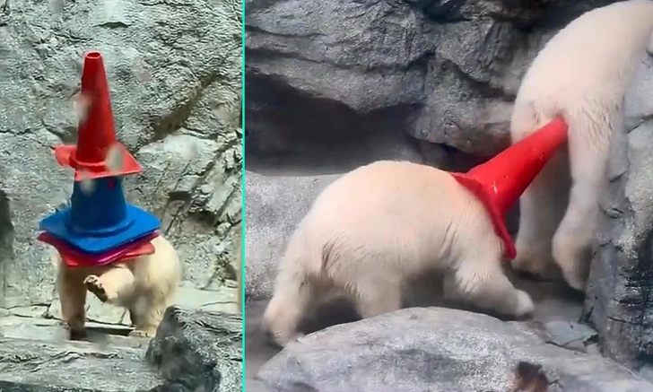 🐻 Медвежонок Момота с дорожными конусами стал звездой интернета — видео
